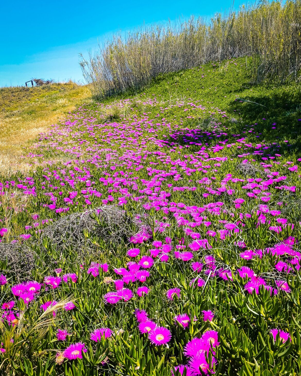 Blumen Im Frühling Am Tam Tam Scaled