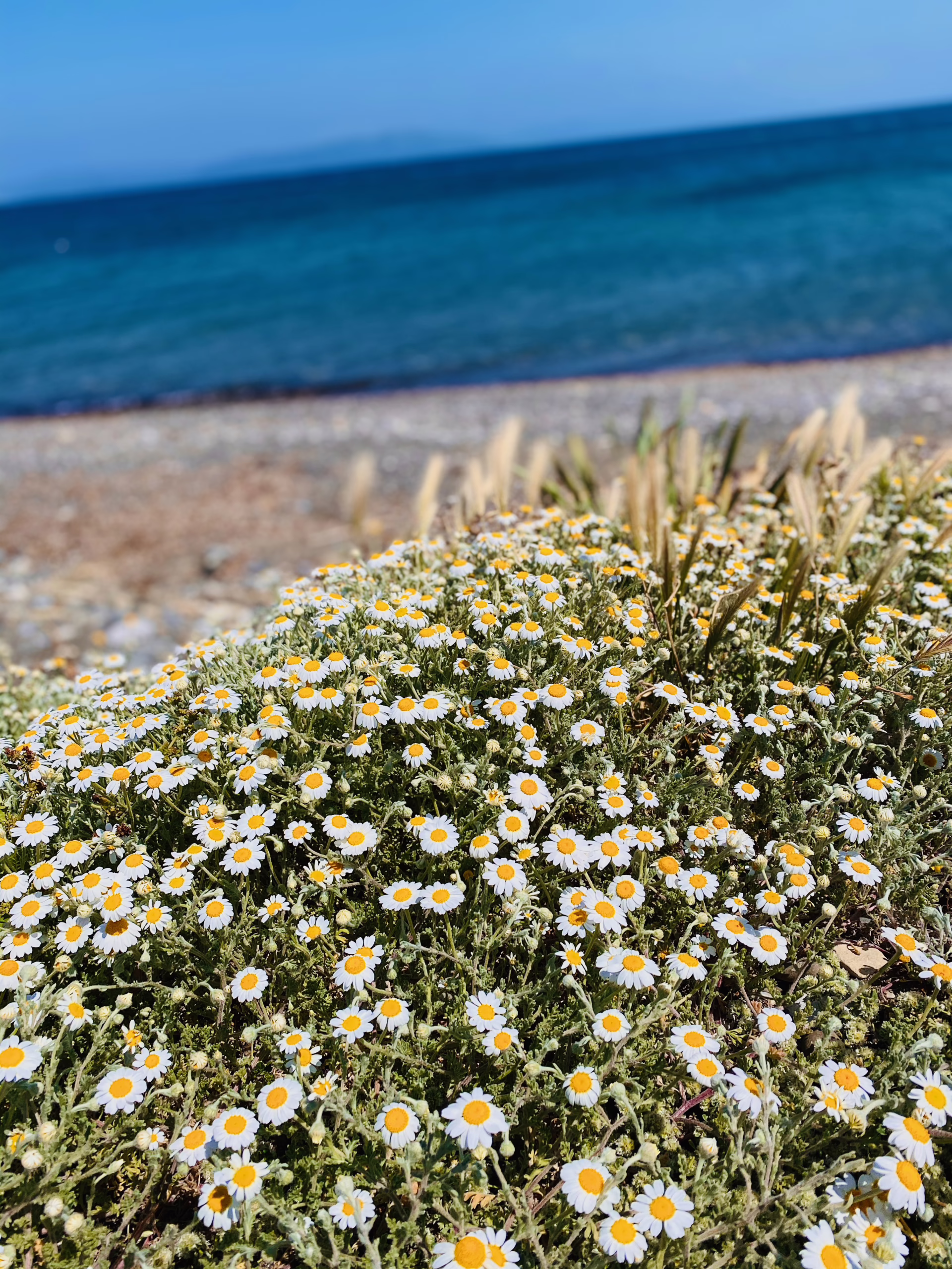 Frühling Mit Blumenfeldern Auf Kos