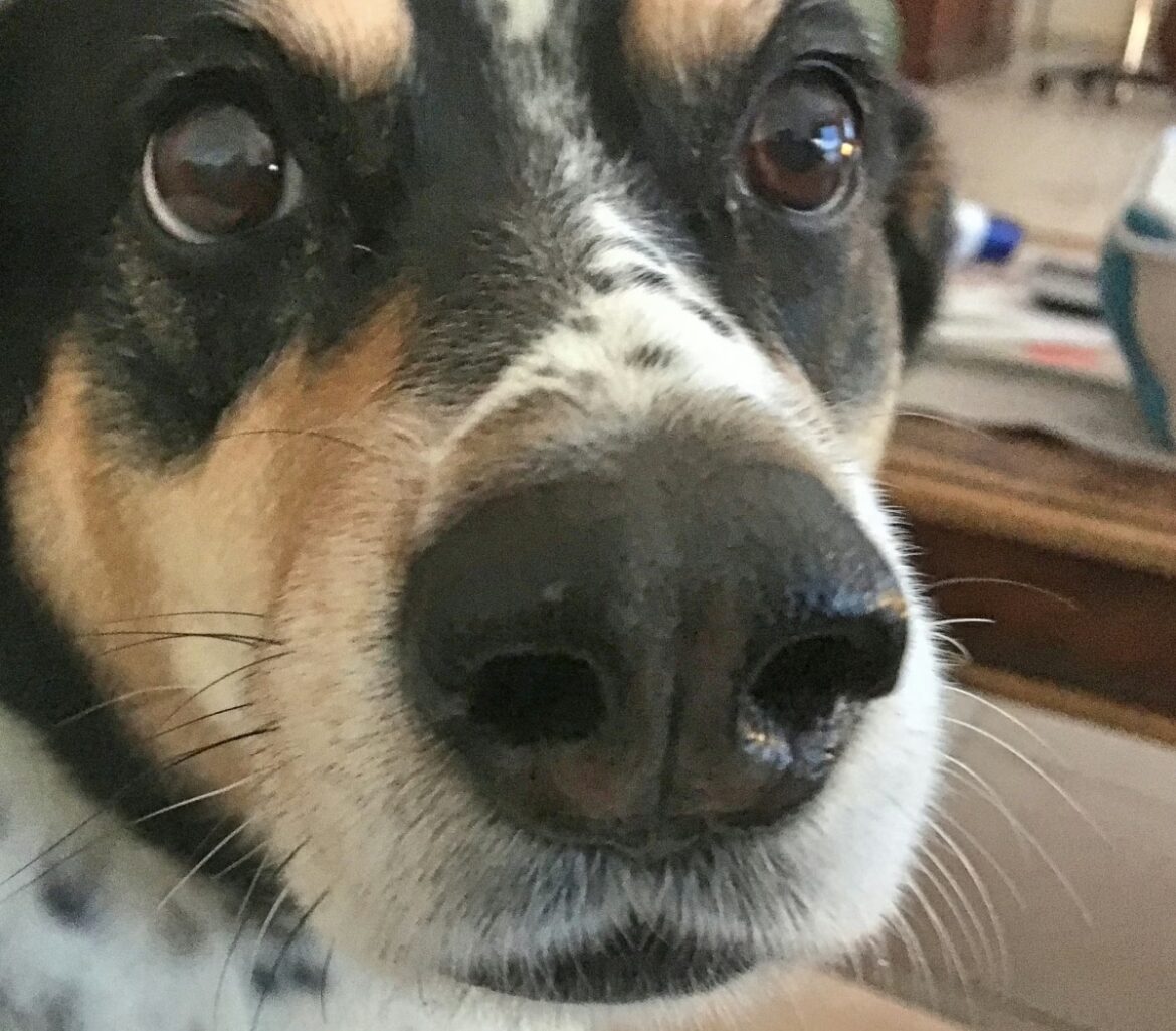 Trauriger Hundeblick