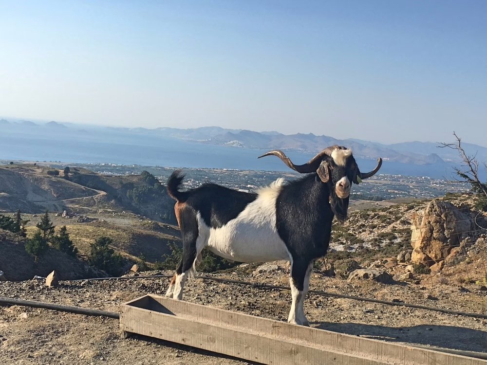 Ziege posiert vor Aussicht bei der Jeep Safarit