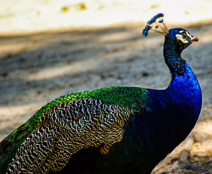 Pfau In Plaka, Ausflüge Mit Kindern