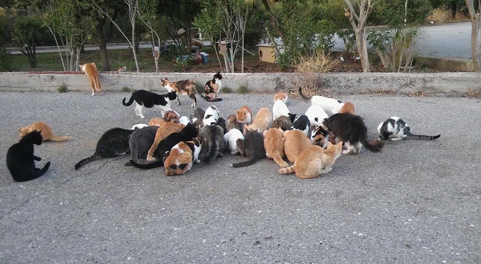 Katzen Im Asklepion