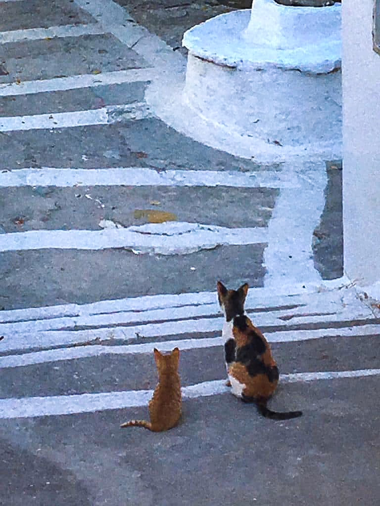 Mama Und Babykatze Von Hinten Sitzend Auf Nissyros