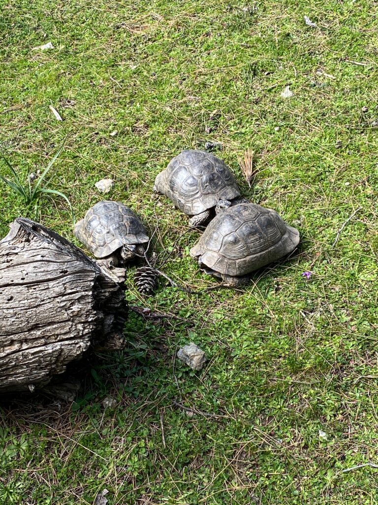 Schildkröten bei Jeepsafari