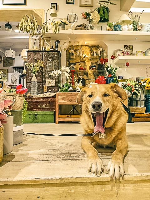 Der Hund Carlos